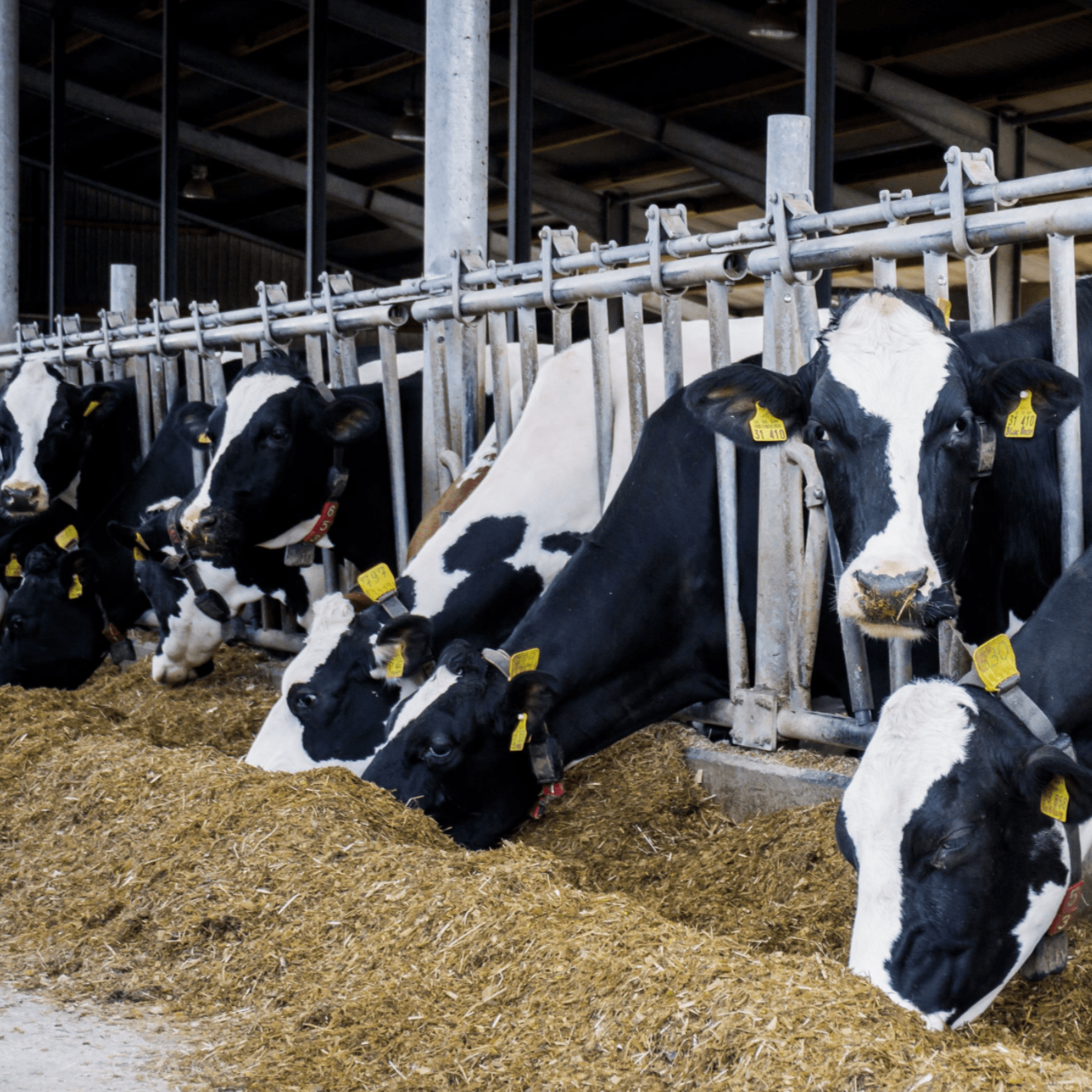 The Devastating Environmental Impact of Animal Agriculture