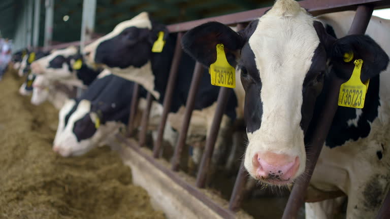 The Devastating Environmental Impact of Animal Agriculture